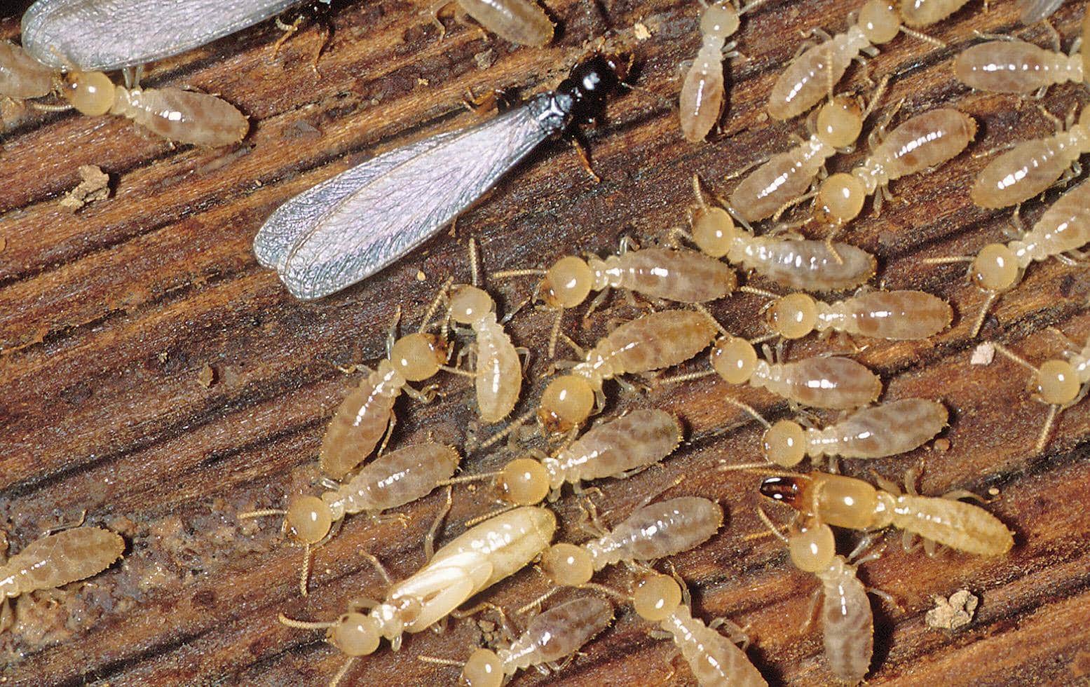 termite tips - termite inspection