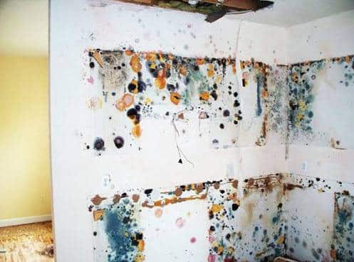 mold