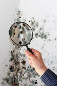 Tampa Mold Inspections