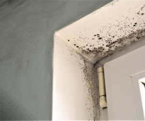 Tampa Mold Inspections