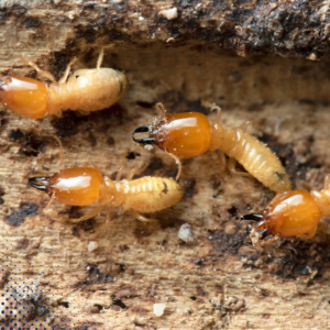 Termite Inspection